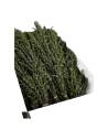 Carton ouvert d'eucalyptus parvifolia stabilisé en vrac, bottes de branches vertes à petites feuilles