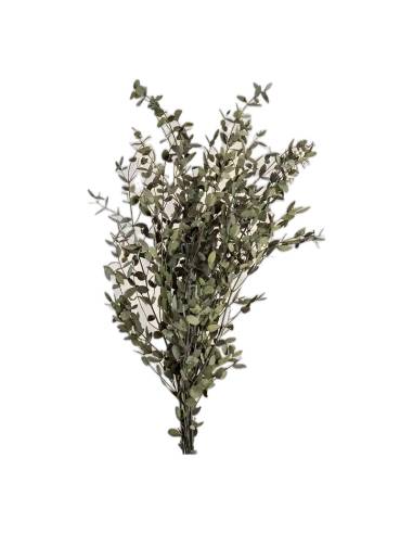 Eucalyptus parvifolia stabilisé en vrac, vue 2 sur 4