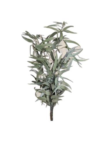 Botte d'eucalyptus pendula stabilisé, longues feuilles vert gris, sur fond beige