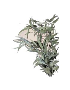 Botte d'eucalyptus pendula stabilisé, longues feuilles vert gris, sur fond beige 2