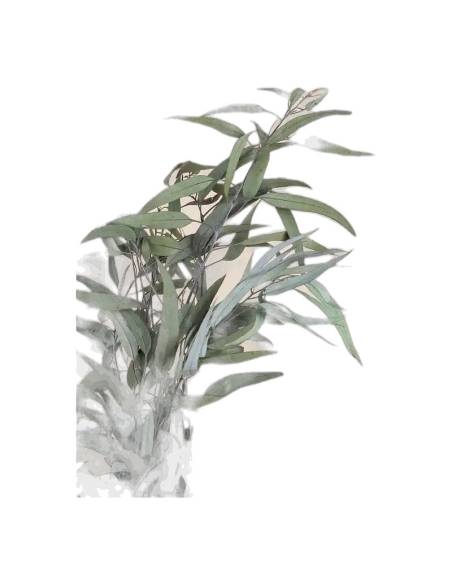 Détail des feuilles d'eucalyptus pendula stabilisé, branche vue de près