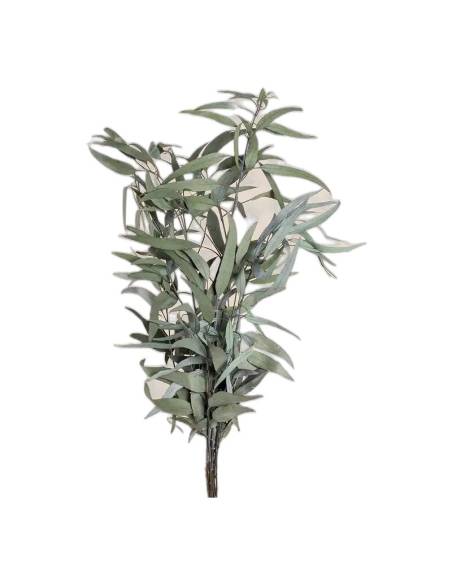 Détail des feuilles allongées de l'eucalyptus pendula stabilisé