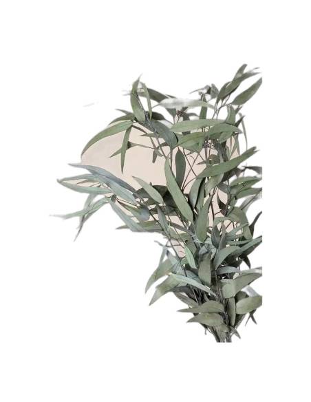 Carton d'eucalyptus pendula stabilisé en vrac