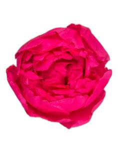 Tête de pivoine stabilisée rose foncé, vue de dessus