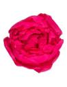Tête de pivoine stabilisée rose foncé, vue de dessus