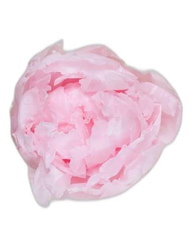 Tête de pivoine stabilisée rose pâle, vue de dessus