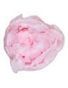Tête de pivoine stabilisée rose pâle, vue de dessus