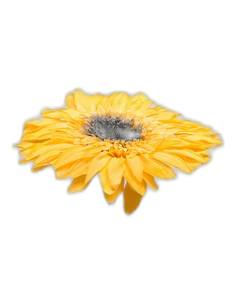 Gerbera stabilisé jaune chaud sur sa longue tige, cœur sombre, sur fond uni