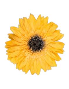Gerbera stabilisé jaune chaud sur sa longue tige, cœur sombre, sur fond uni 2