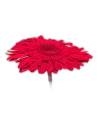 Gerberas stabilisés sur tige, boîte de 4, vue 5 sur 15