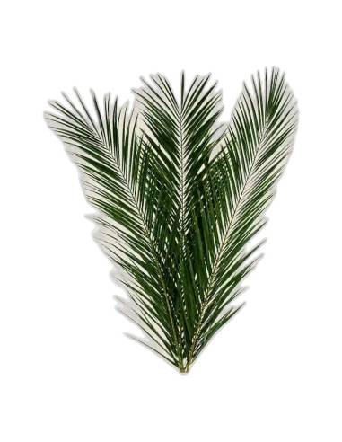 Frondes de palmier phoenix canariensis stabilisées, vertes et arquées, réunies en éventail sur fond uni