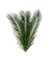Frondes de palmier phoenix canariensis stabilisées, vertes et arquées, réunies en éventail sur fond uni