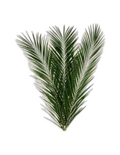 Frondes de palmier phoenix canariensis stabilisées, vertes et arquées, réunies en éventail sur fond uni 2