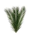 Feuille de palmier phoenix stabilisée, vue 2 sur 5