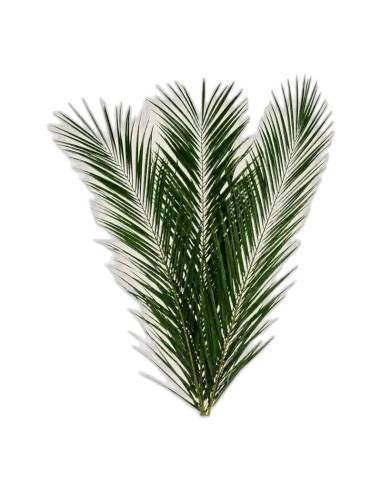 Feuille de palmier phoenix stabilisée, vue 3 sur 5