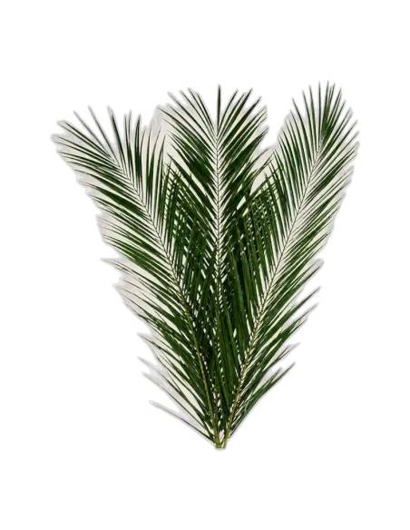 Feuille de palmier phoenix stabilisée, vue 3 sur 5