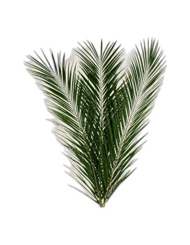 Feuille de palmier phoenix stabilisée, vue 4 sur 5
