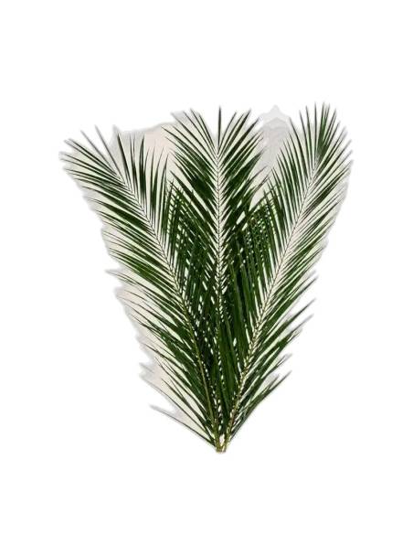 Feuille de palmier phoenix stabilisée, vue 5 sur 5