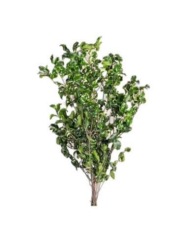 Botte de pittosporum stabilisé vert, feuilles brillantes aux bords ondulés sur branches ramifiées