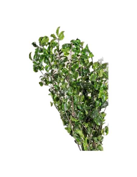 Pittosporum stabilisé, vue 2 sur 8