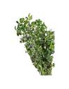 Pittosporum stabilisé, vue 2 sur 8