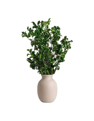 Pittosporum stabilisé, vue 4 sur 8