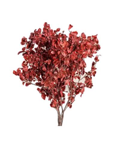 Pittosporum stabilisé, vue 5 sur 8