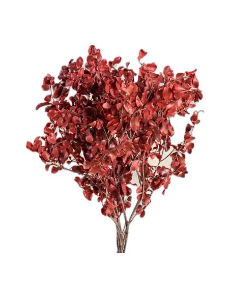 Pittosporum stabilisé, vue 5 sur 8
