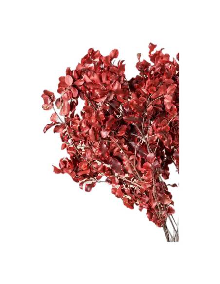Pittosporum stabilisé, vue 6 sur 8