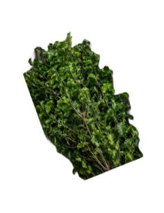Carton ouvert de pittosporum stabilisé en vrac