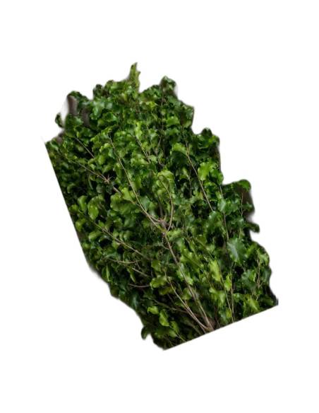 Carton ouvert de pittosporum stabilisé en vrac