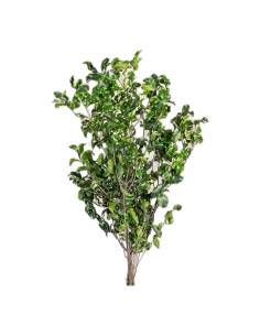 Carton ouvert de pittosporum stabilisé en vrac 2