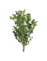 Branche de pittosporum stabilisé, feuillage vert brillant