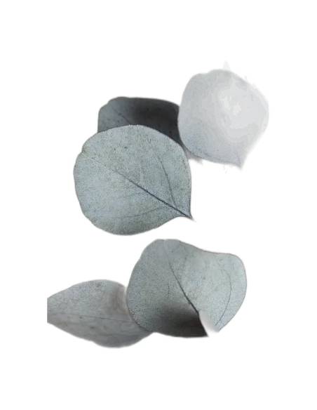 Gros plan sur les feuilles rondes de l'eucalyptus populus stabilisé vert