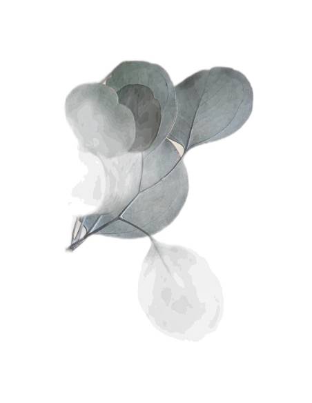 Détail des feuilles vert gris de l'eucalyptus populus stabilisé