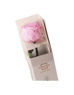 Mini rose éternelle de jardin rose pâle sur tige, dans un étui transparent, pétales serrés en rosette