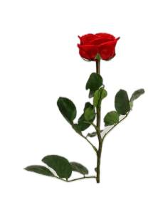 Mini roses éternelles de jardin sur tige avec feuillage, lot de 25