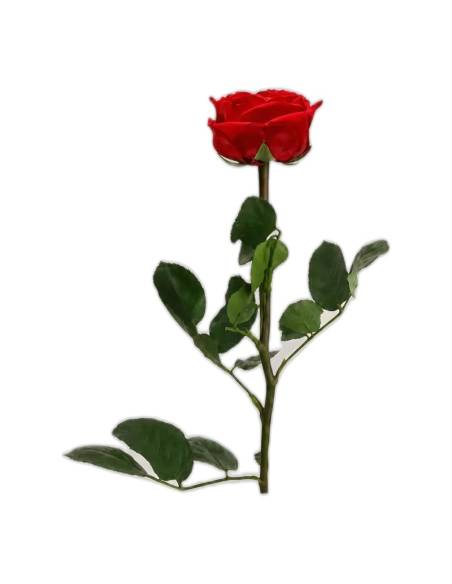 Mini roses éternelles de jardin sur tige avec feuillage, lot de 25