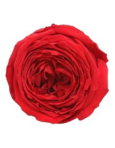 Mini roses éternelles de jardin sur tige avec feuillage, lot de 25 2