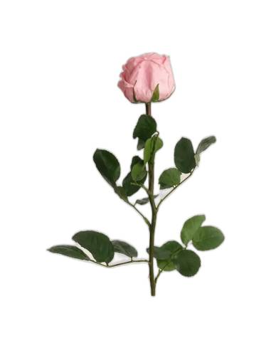 Mini roses éternelles de jardin assortiment blanc, rose pastel et vert pastel