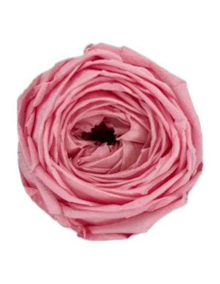 Détail des pétales froissés de la mini rose éternelle de jardin