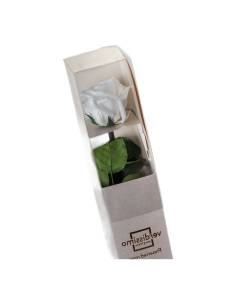 Rose éternelle rose pâle sur tige en coffret 2
