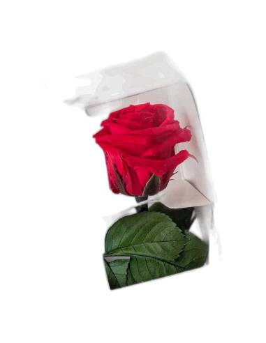 Rose éternelle mini rouge sur tige dans son coffret individuel à fenêtre
