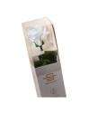 Rose éternelle mini blanche sur tige dans son coffret individuel à fenêtre