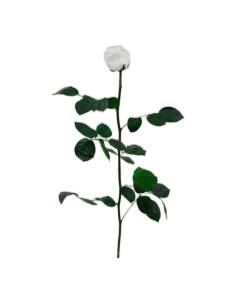 Rose éternelle blanche sur tige longue avec feuillage, vue entière sur fond clair
