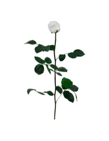 Rose éternelle blanche sur tige longue avec feuillage, vue entière sur fond clair
