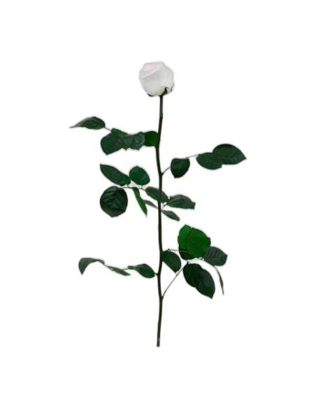 Rose éternelle blanche sur tige longue avec feuillage, vue entière sur fond clair