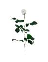 Rose éternelle blanche sur tige longue avec feuillage, vue entière sur fond clair