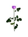 Roses éternelles sur tige longue, lot de 30, photo 5 sur 91