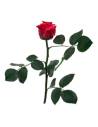 Rose éternelle mini rouge sur tige avec feuillage, vue seule